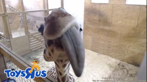 April the Giraffe