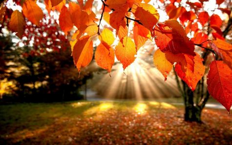 Fall into fall: the most alluring season