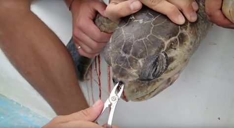 Should we ban plastic straws?