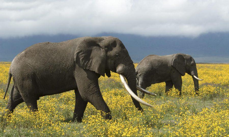Two African elephant (Loxodonta africana) roaming the flowery grass land, Tanzania.