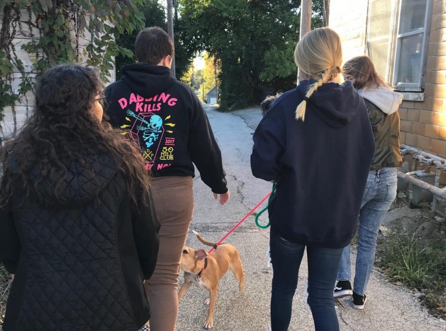 Interact members walk dogs for Natalies Second Chance.