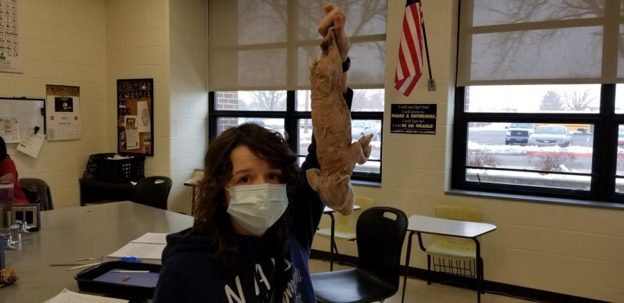 Dissecting Pigs In Anatomy