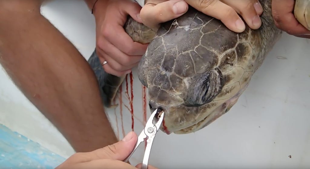 Why Do Turtles Like To Eat Plastic Straws? – Cape Clasp