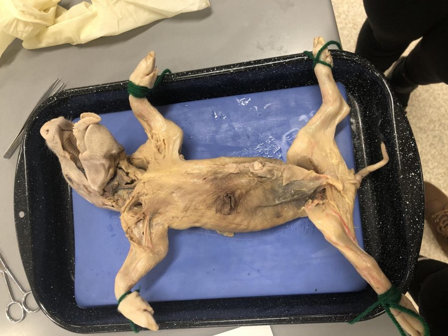 Anatomy class takes on pig dissection unit