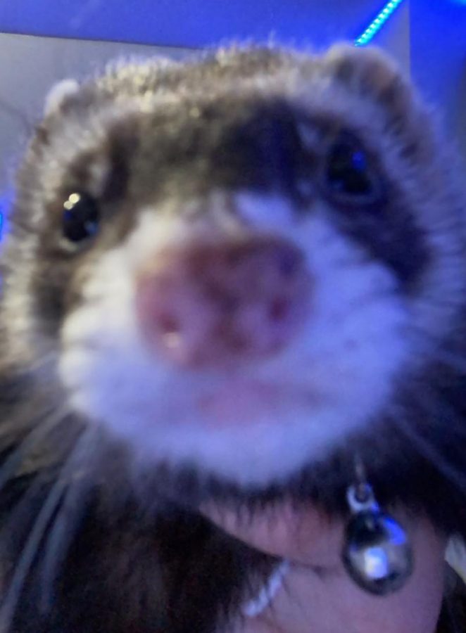 Fuzzy Friend Feature: Barry the ferret