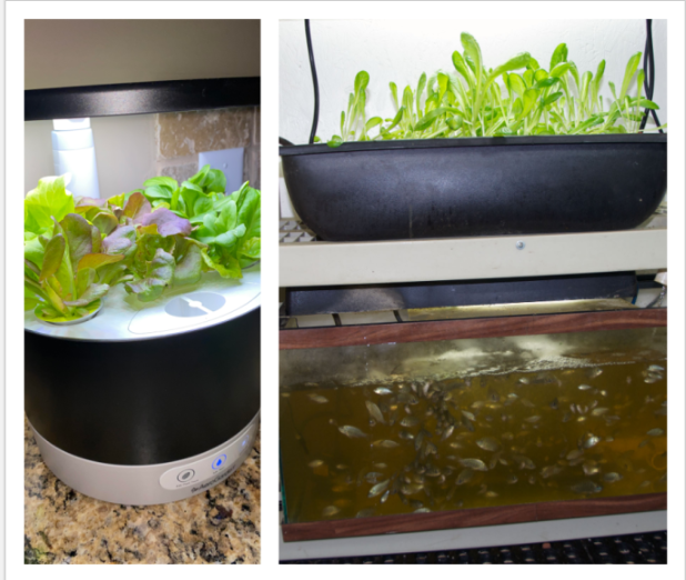 Mr. Reich growing produce with hydroponics and aquaponics