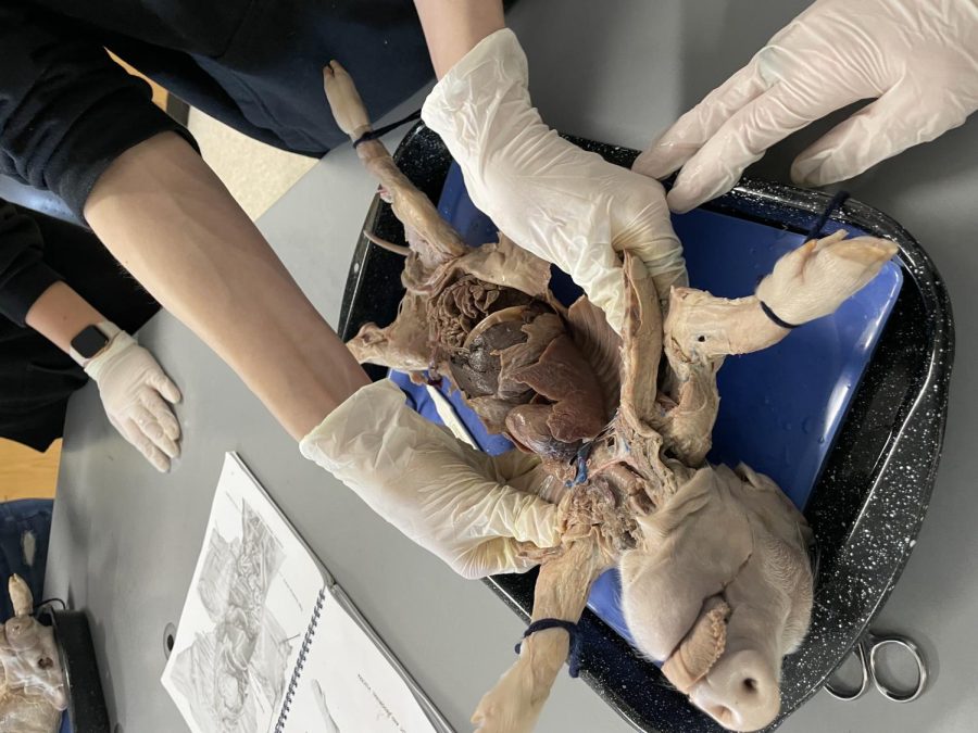 Anatomy classes dissect fetal pigs