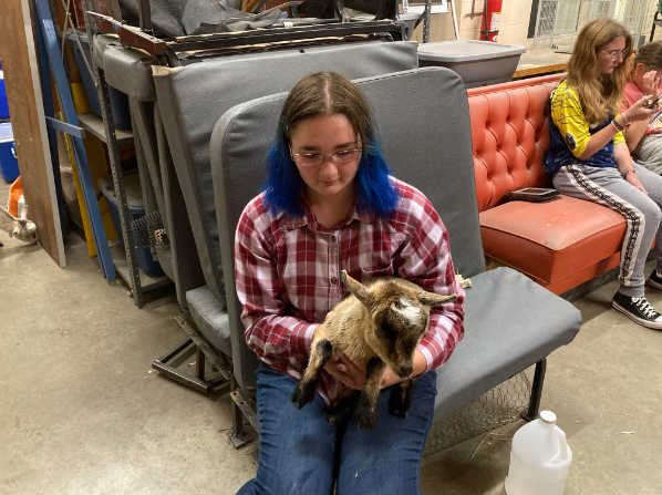 Animal Science welcomes new pygmy goats