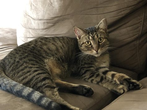 Pet Profile: Yogi Tonsoni